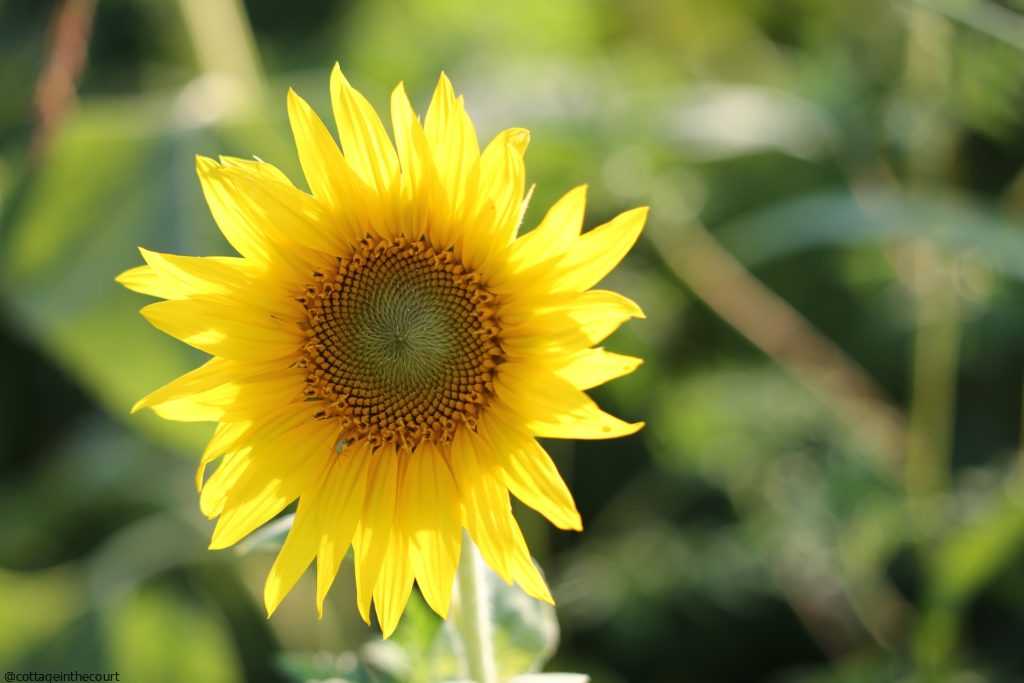 This image has an empty alt attribute; its file name is SUNFLOWER-1024x683.jpg
